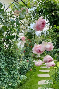 The Gardener And The Rose The Gardener And The Rose